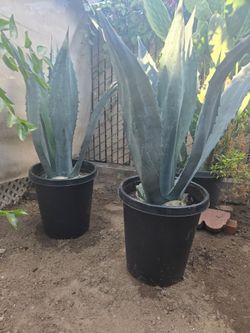 4 Blue Agave (Read Description)