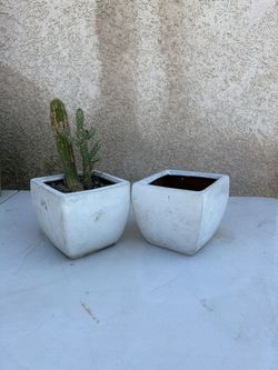 Plant / Planter / Pot