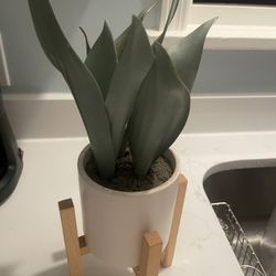 Two Fake Plants
