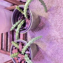 Huernia Schneideriana