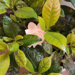 Gardenia Plants