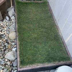 Dog Porch Potty Large