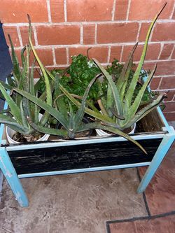 Red Brick House Green Plants