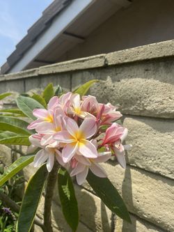 4 Foot plumeria 