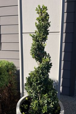 Healthy 3 Foot Spiral Boxwood Tree Plant Topiary 33” Tall