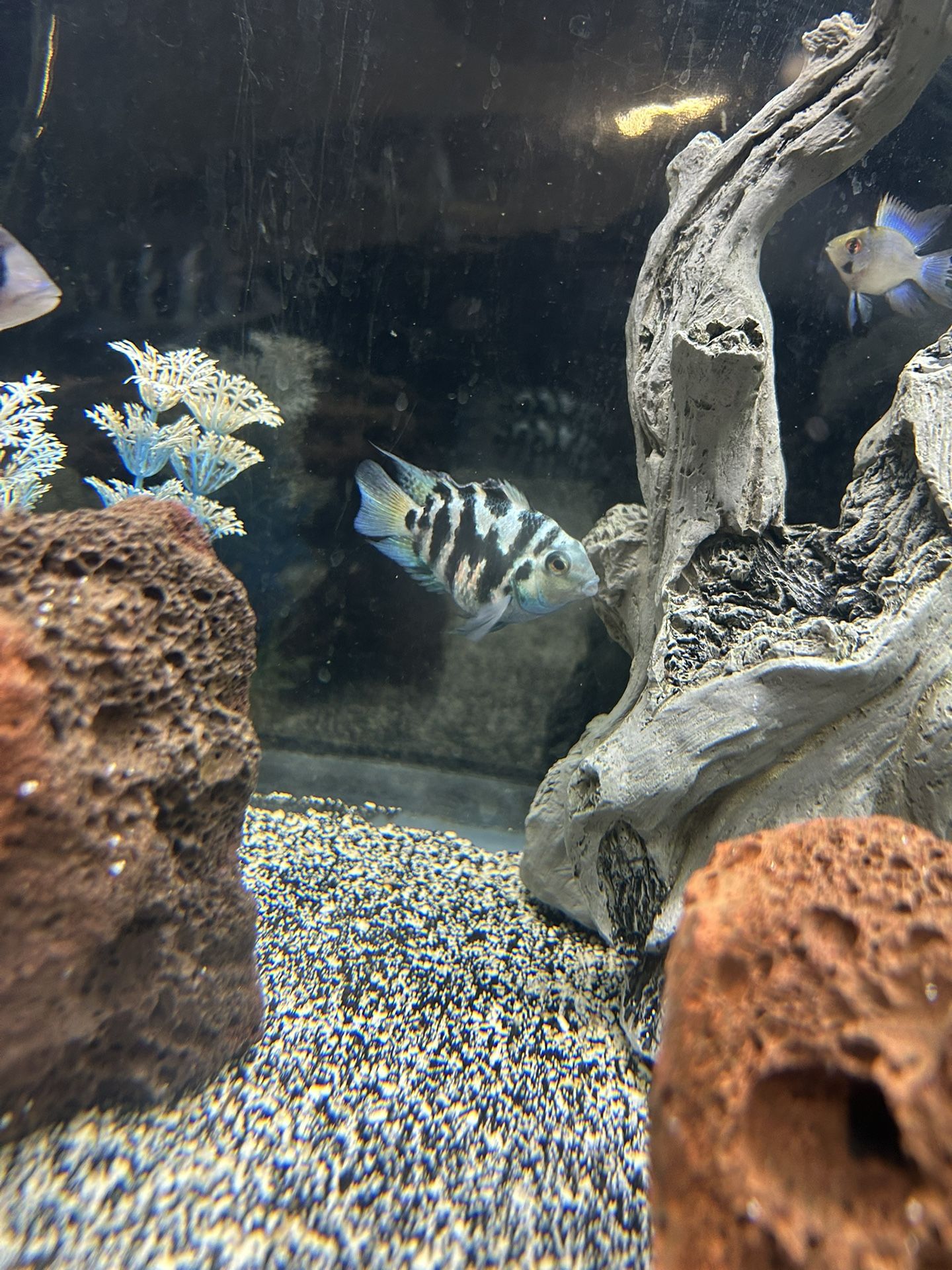Fish Tank Decorations