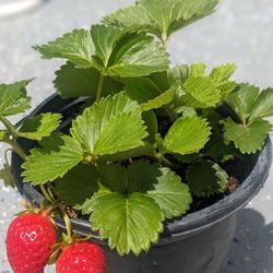Strawberry Plants!
