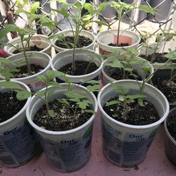 Tomatoe plants 🪴 some pots have 2 3 4 plants 🪴 ready for pick up some $1 others $2 ready for pick up south La 90043