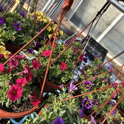 Hanging Flowers In Pots 6$ Each Great Valentine Gift