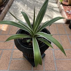 Caribbean Agave Cactus In Ceramic Pedestal Planter. 