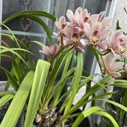 Garage Sale For All My Huge Plants Collections Friday To Monday: 05-06-22   to S Aaa a