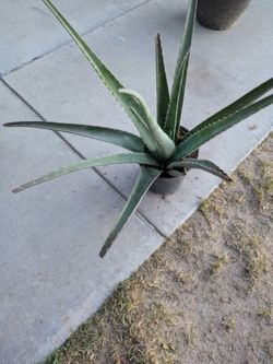 Bonita planta de Aloe vera