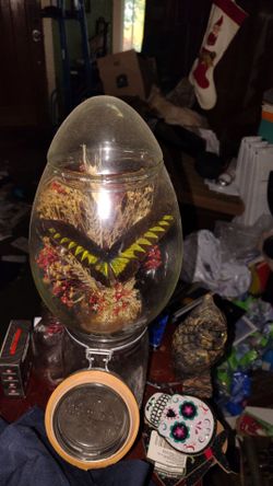 Real Butterfly Specimen in Glass Egg Display