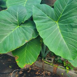Elephant Ear Plant Huge 