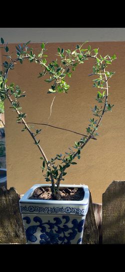 Bonsai olive tree shaped as heart $45