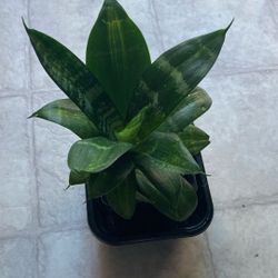 Snake Plant With A Baby