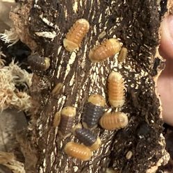 Isopods