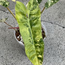 Philodendron Florida Beauty x Mayoii x Billietiae Variegated