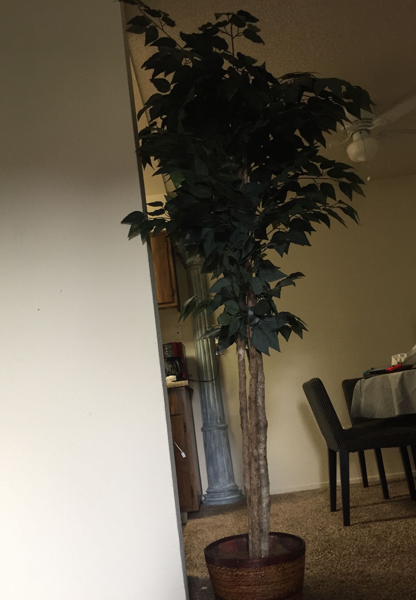 Indoor tree. You don’t have to water it