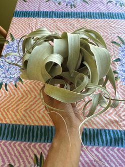 Beautiful, Large Air Plant
