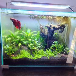 Topfin Rimless 5G Fish Tank