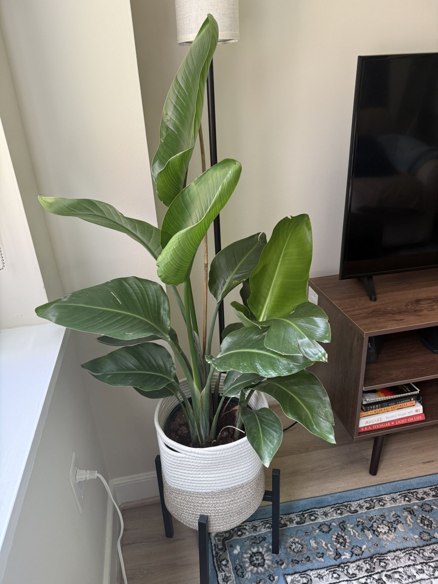 White Bird Of Paradise Plant