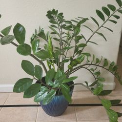 Large Mature Zz Plant