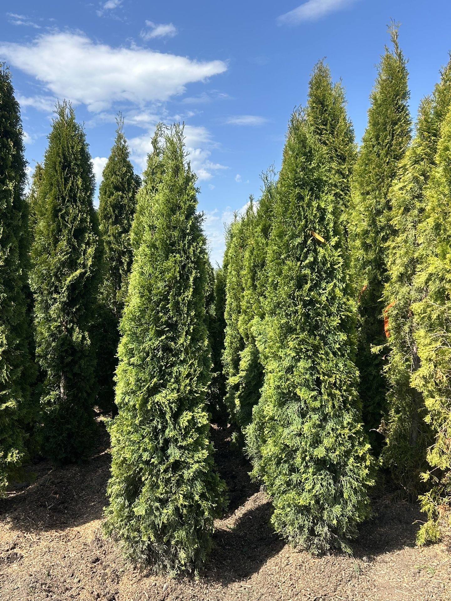 8’ Emerald Green Arborvitaes