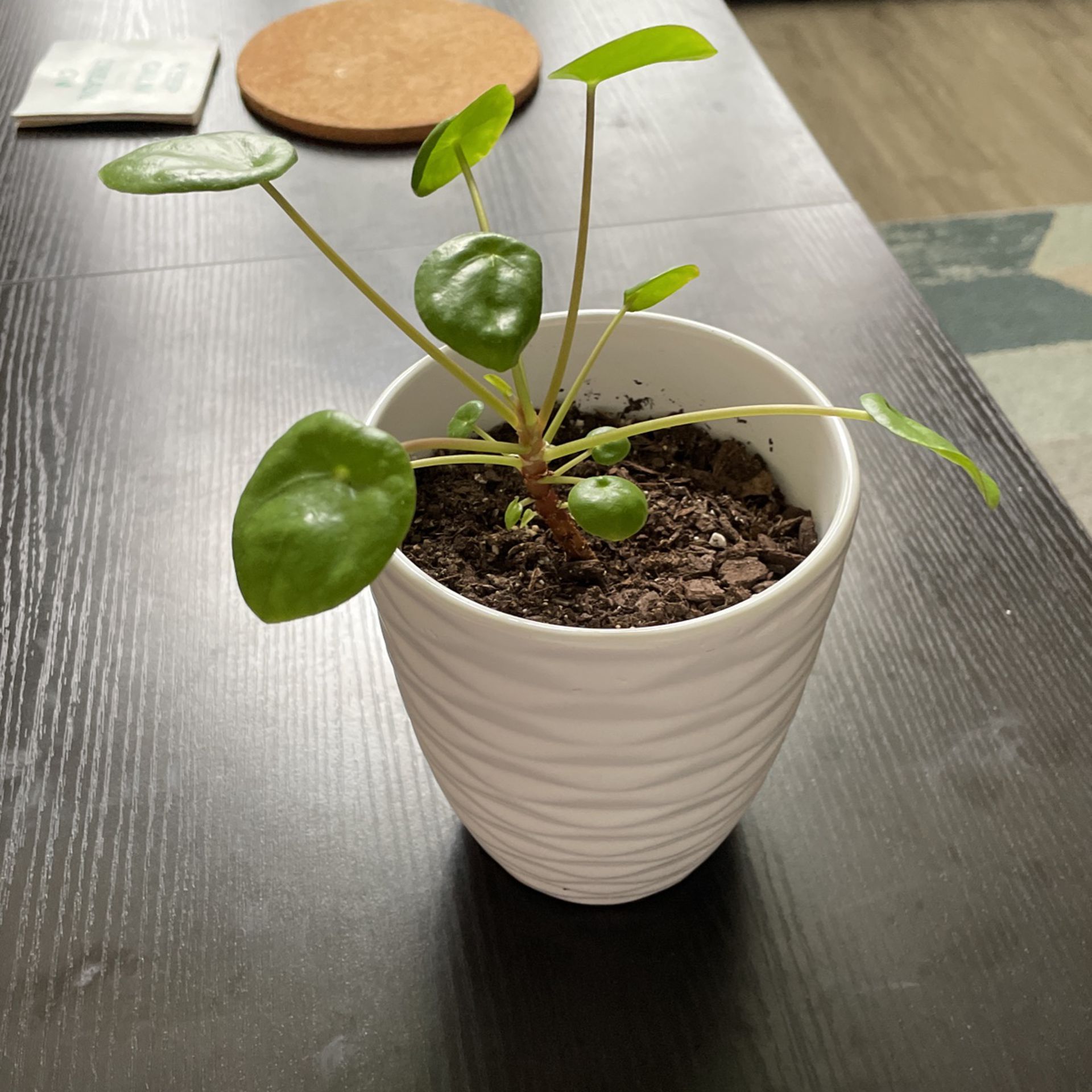 Baby Chinese Dollar Plant With Pot