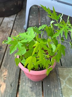 Multiple Papaya plants