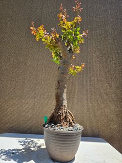 Old manila Tamarind ( Pithecellobium dulce ) Bonsai tree