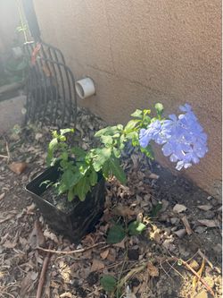 Blue jasmine