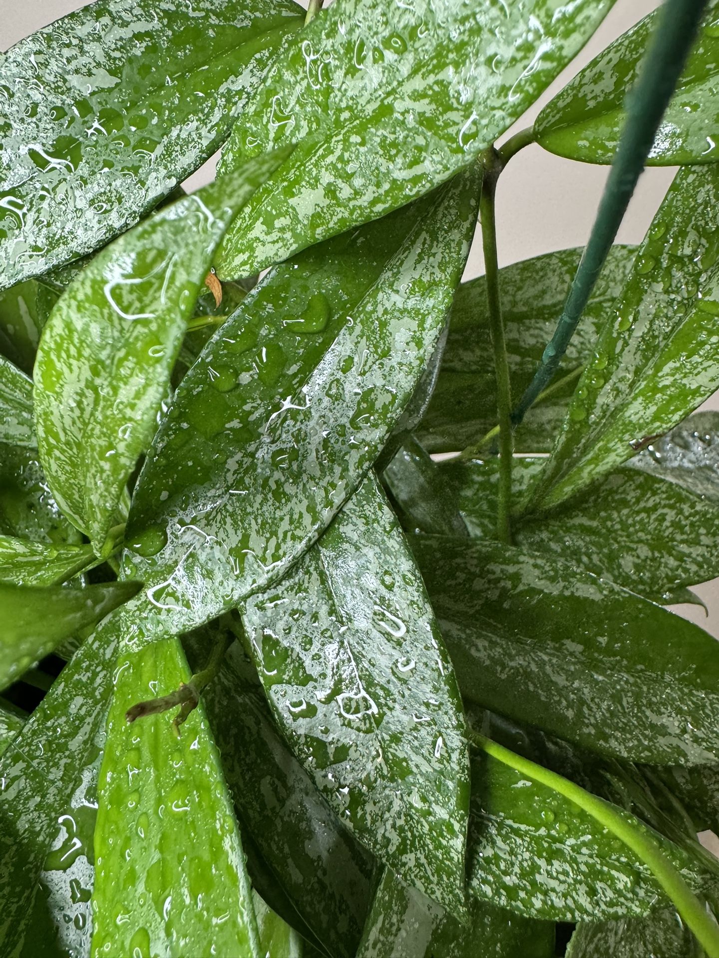 Hoya Publicalyx Splash Live Tropical Hanging Plant - super splashy