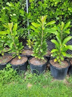 Mamey Injertado