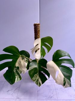 Monstera Albo Plant - 6inch #15