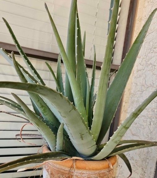 Large *ALOE VERA* Bare Plant