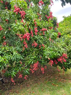 Lychee 6$ each pound. More than 20 pound 5$ each