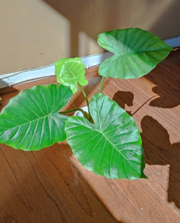 Alocasia Odora California Plant/ House Plant/ Indoor Plant Flower Patio Garden