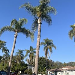 Tree Trimming Pruning 