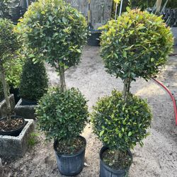 Double Balls Topiary In 3 gls Pot. SPECIAL PRICE🤩 $25 Each 