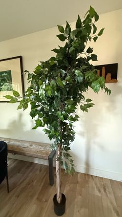 Faux Weeping Fig Tree 6’