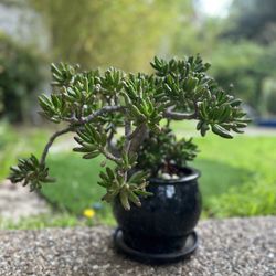2 Tall Gollum Jade Crassula Ovata Rare Large Mature Hobbit Jade Tree Succulent Bonsai Tree Fengshui Plant In Ceramic Pot 