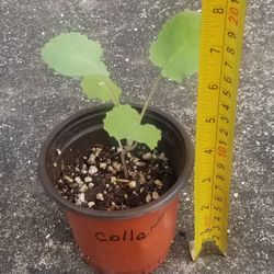 Collards Starter Plant,  Live 
