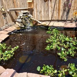 Water Hyacinth Pond Plant 