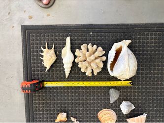 Sea shells and coral
