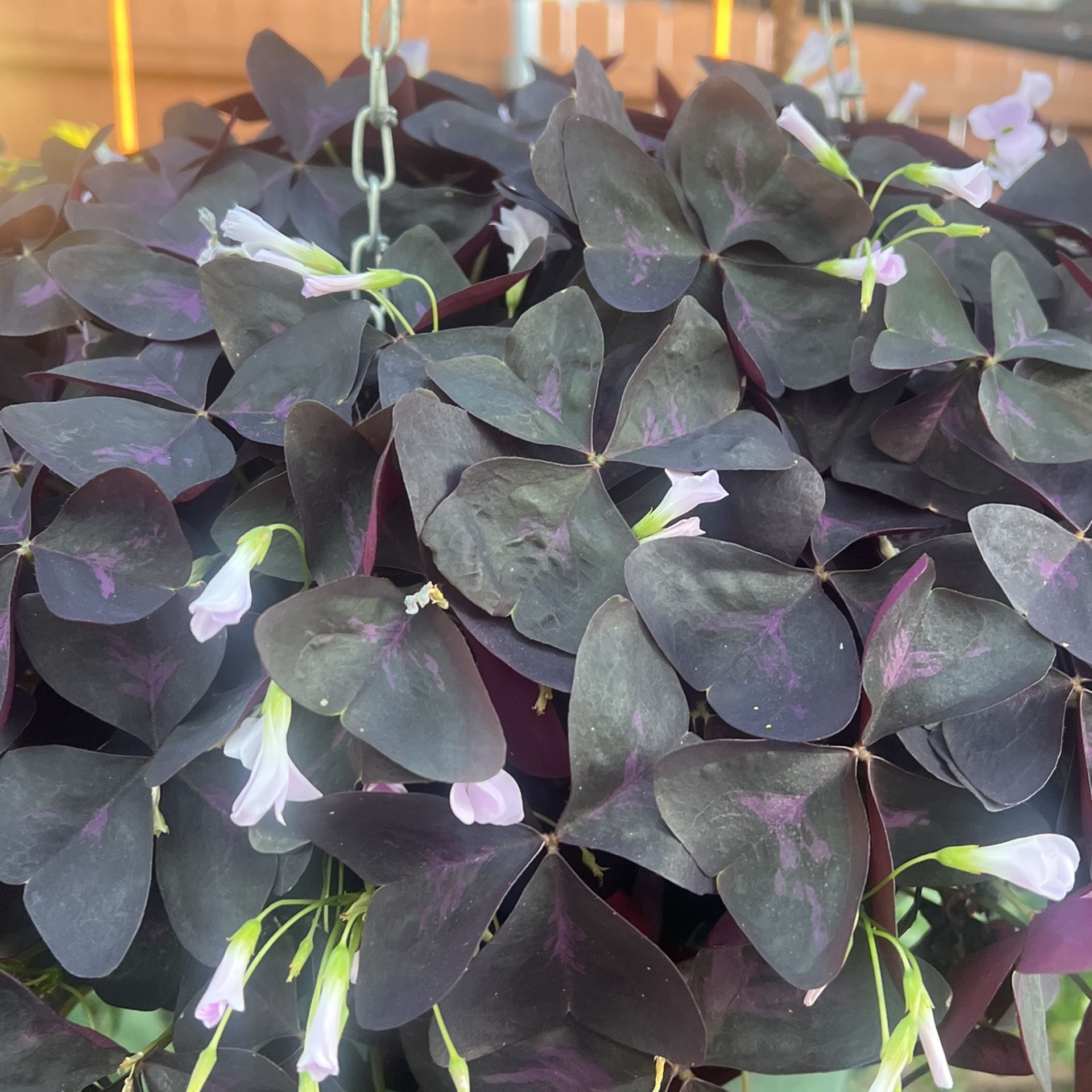 Red Oxalis