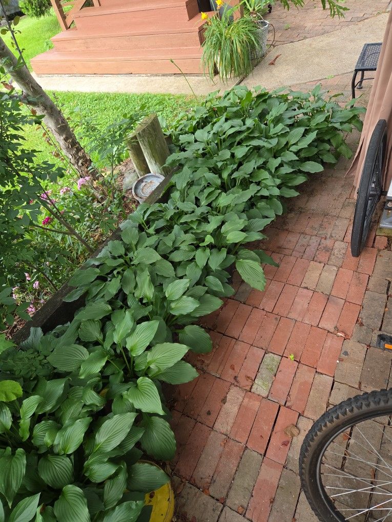 Hosta
