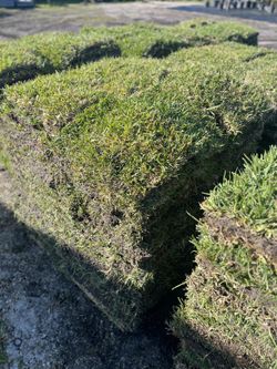FRESH St. Augustine Sod for Pickup Or Delivery