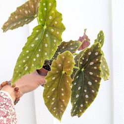 Begonia Maculata Polka Dot Plant 4" Pot - Indoor House Plants