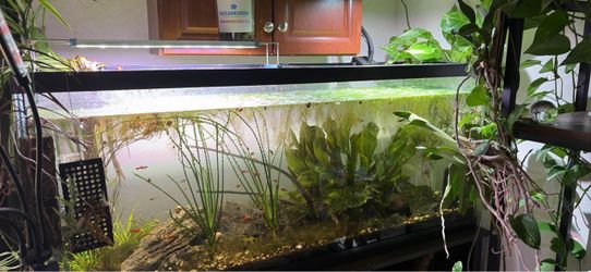 Freshwater Planted tank